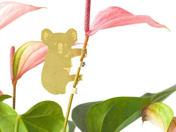 Creative Strathaven koala plant animal